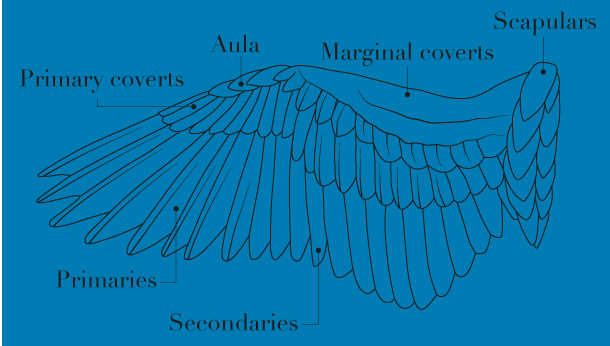 Duck wing